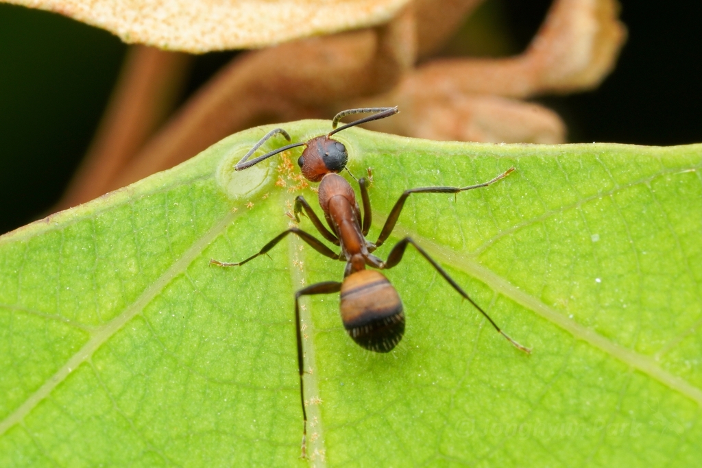 Camponotus nicobarensis