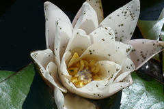 Galerucella nymphaeae