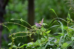 Prinia striata