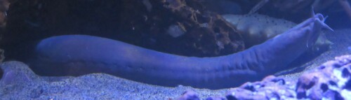 Eptatretus okinoseanus