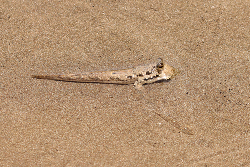 Periophthalmus kalolo observed 2024-10-05