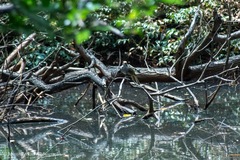 Pycnonotus zeylanicus