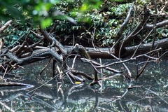 Pycnonotus zeylanicus