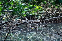 Pycnonotus zeylanicus