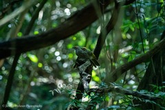 Pycnonotus zeylanicus