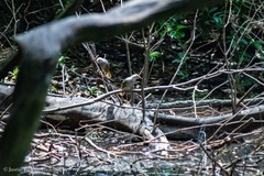 Pycnonotus zeylanicus