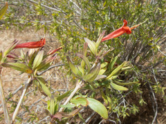 Anisacanthus thurberi