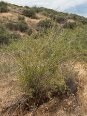 Anisacanthus thurberi