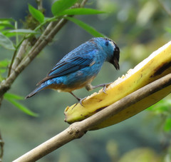 Chalcothraupis ruficervix