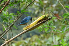 Chalcothraupis ruficervix