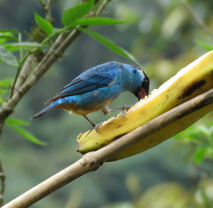 Chalcothraupis ruficervix