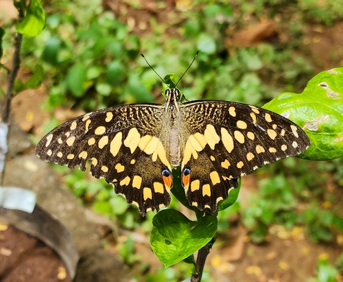 Lime Swallowtail