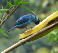 Chalcothraupis ruficervix