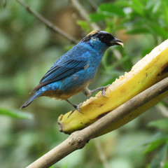 Chalcothraupis ruficervix