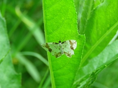 Eversmannia exornata