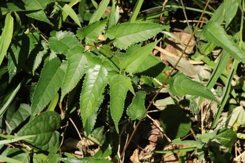 Image of Broussonetia Kaempferi (Broussonetia kaempferi) by no rights reserved
