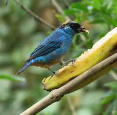 Chalcothraupis ruficervix