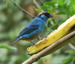 Chalcothraupis ruficervix