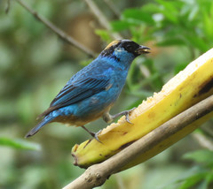 Chalcothraupis ruficervix