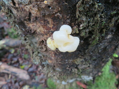 Ductifera pululahuana