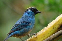 Chalcothraupis ruficervix