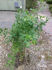 Laburnocytisus