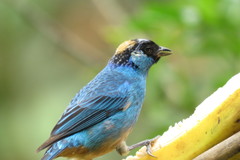 Chalcothraupis ruficervix