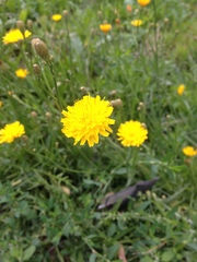 Scorzoneroides autumnalis