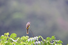 Pericrocotus solaris griseogularis