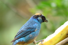 Chalcothraupis ruficervix