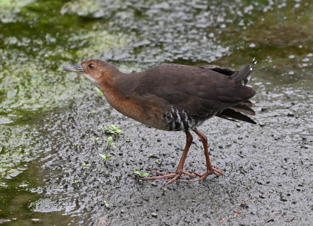 Band-bellied Crake in October 2024 by onikiri. 跟诱拍大爷爆了 · iNaturalist