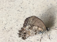 Lepidoptera