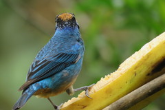 Chalcothraupis ruficervix