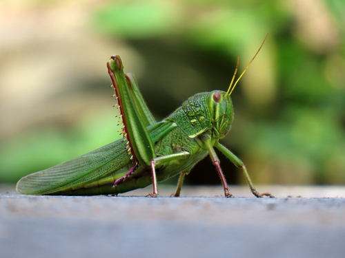 Chondracris rosea · iNaturalist