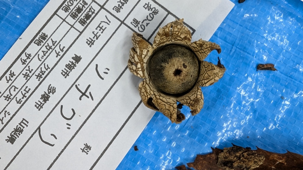 Astraeus hygrometricus · October 2024 · photo: © atsushi_nakajima_cirque (iNaturalist, cc-by)