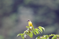 Pericrocotus solaris griseogularis