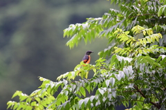 Pericrocotus solaris griseogularis