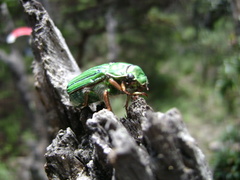 Chrysina gloriosa
