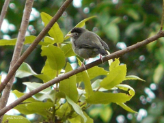 Zosterops melanocephalus