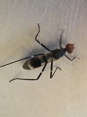 Diptera