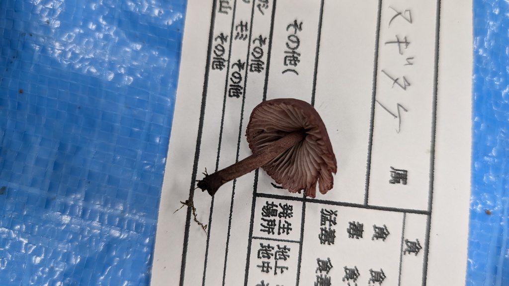 Mycena haematopus · October 2024 · photo: © atsushi_nakajima_cirque (iNaturalist, cc-by)