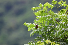 Sittiparus castaneoventris