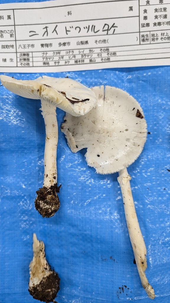 Amanita oberwinkleriana · October 2024 · photo: © atsushi_nakajima_cirque (iNaturalist, cc-by)