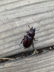 Lucanus