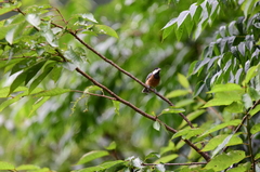 Sittiparus castaneoventris