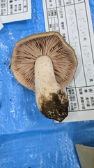 ウラベニホテイシメジ