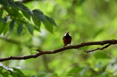 Sittiparus castaneoventris