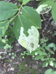 Leucanthiza dircella