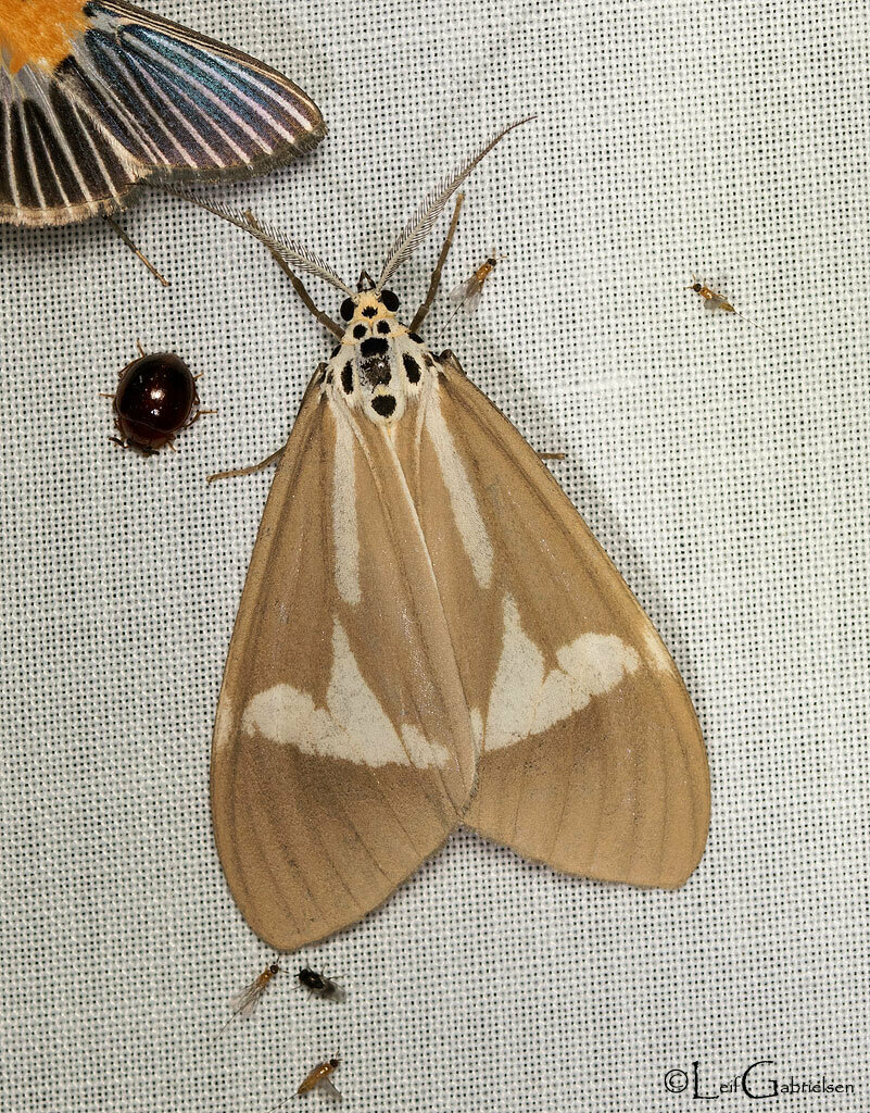 Nyctemera kishidai