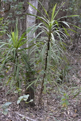 Cordyline stricta